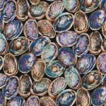 paua shells